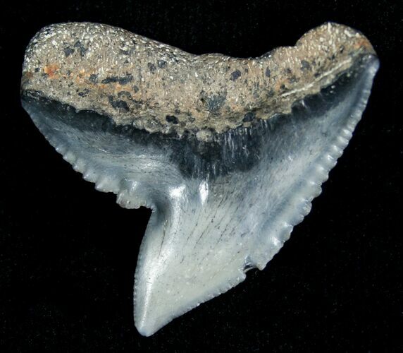 Blueish Fossil Galeocerdo Tooth (Tiger Shark) #5155